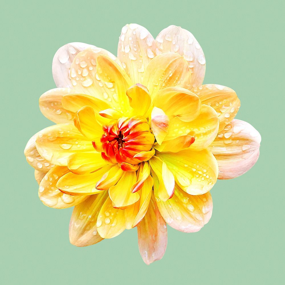 Wet yellow dahlia, flower collage element psd