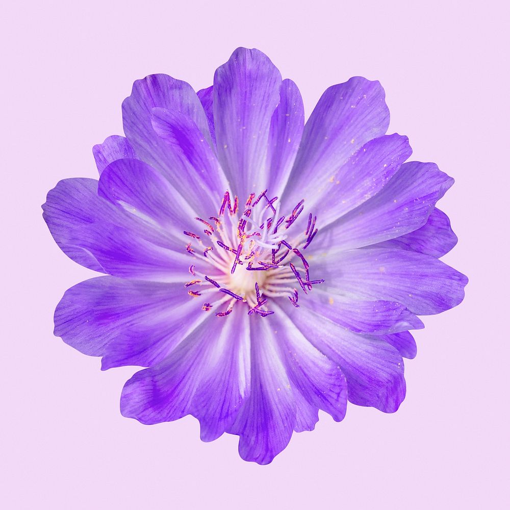 Purple bitterroot, flower collage element psd