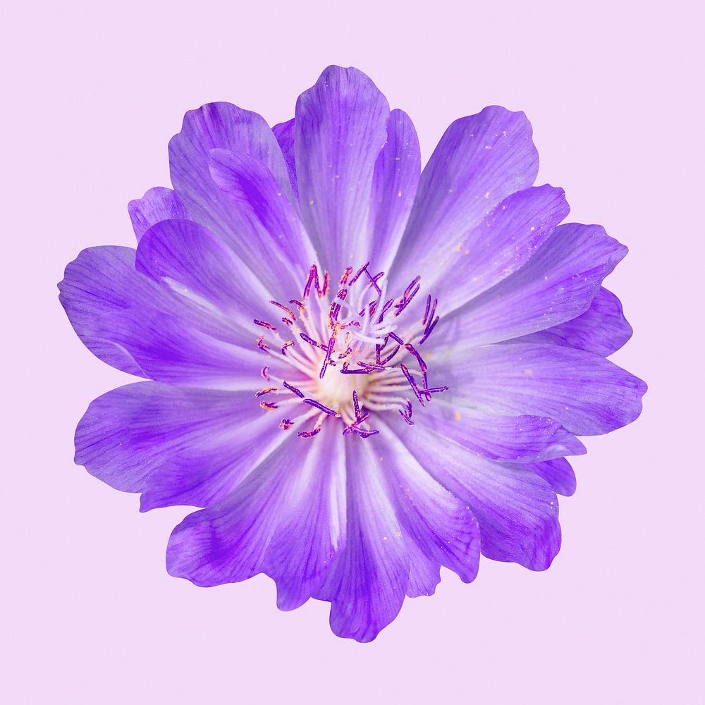 Purple bitterroot, spring flower clipart