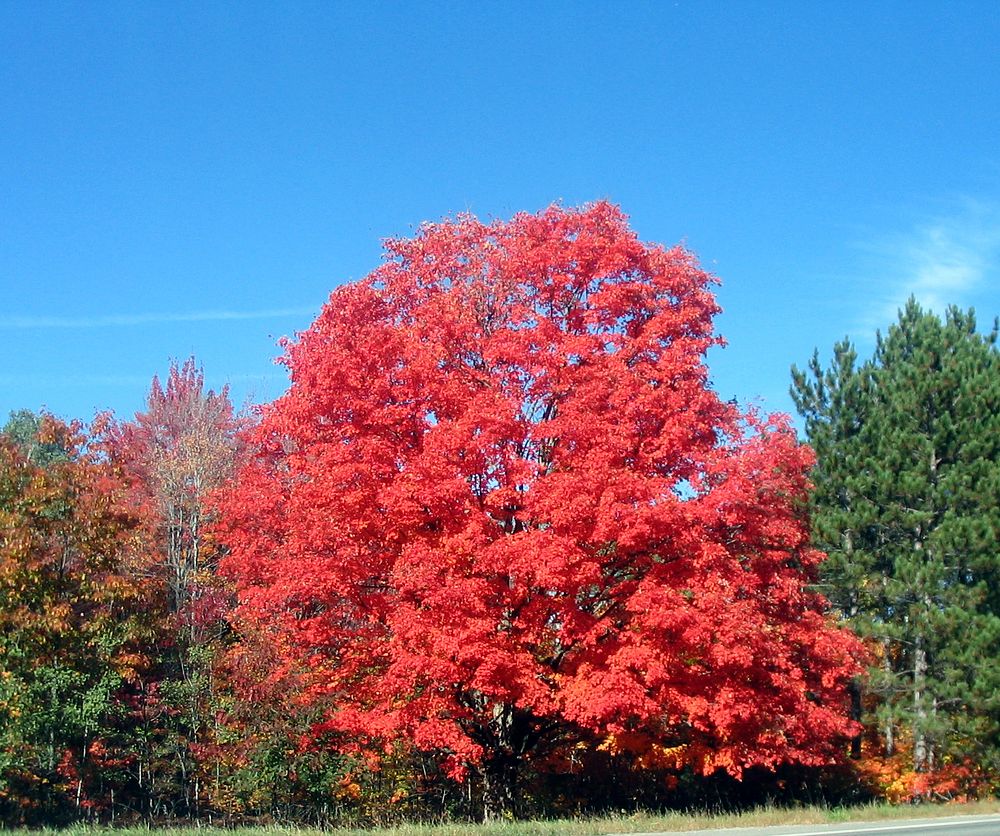 Fall Color. Original public domain image from Flickr