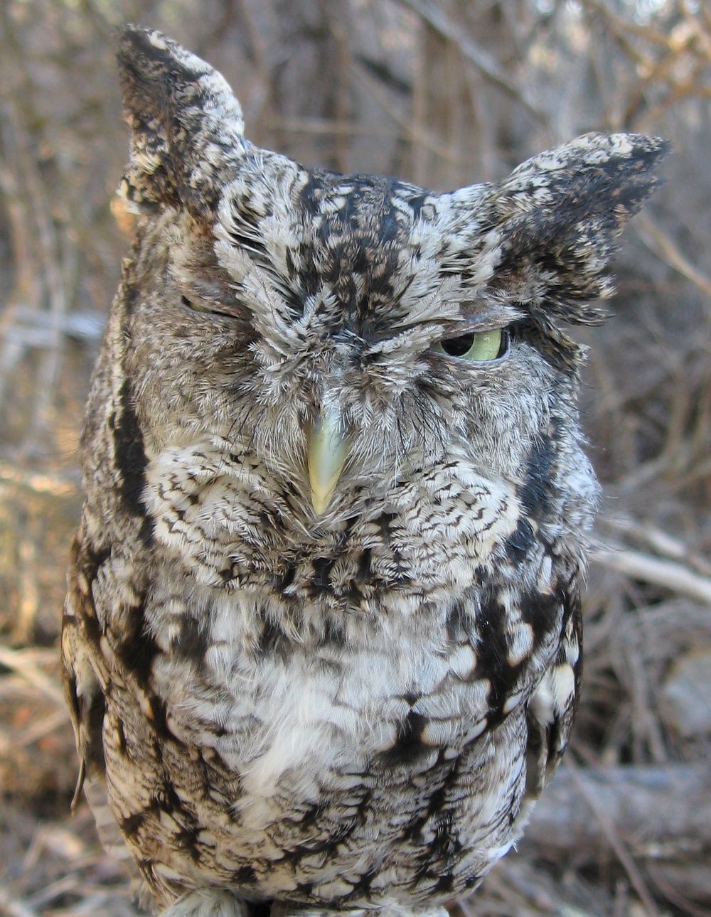 Eastern Screech-Owl, bird image. Free public domain CC0 photo.