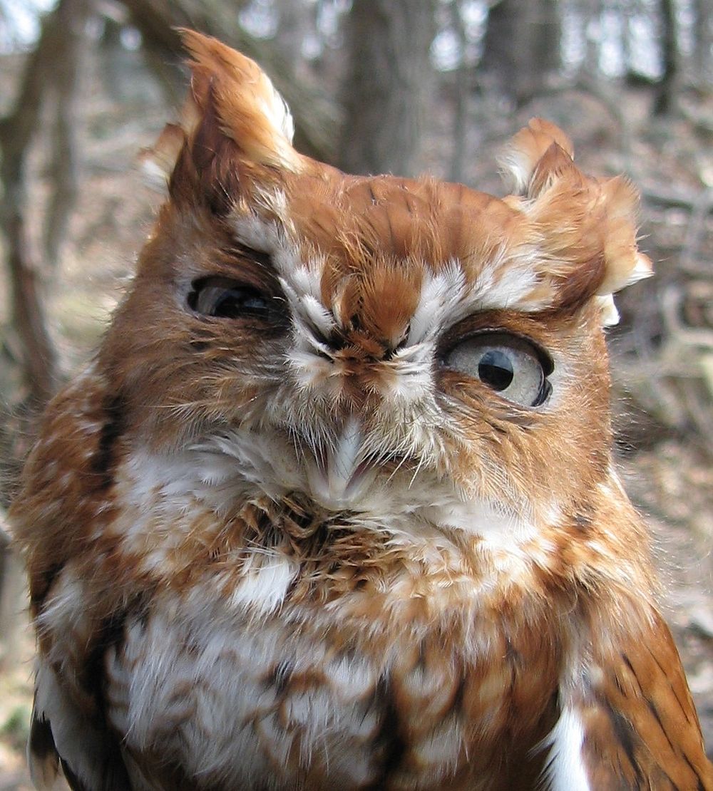 Eastern Screech-Owl, bird image. Free public domain CC0 photo.