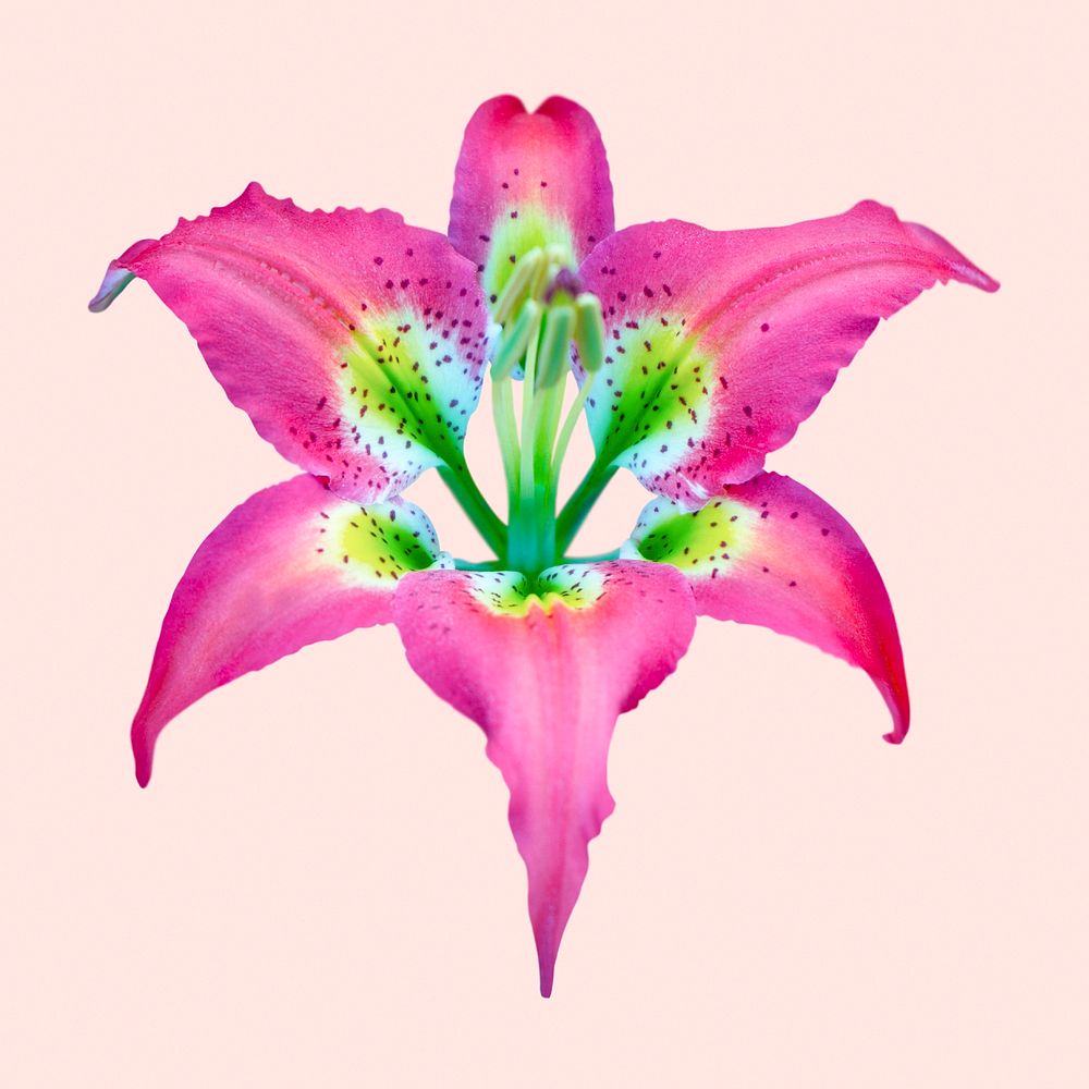 Pink pine lily, flower clipart