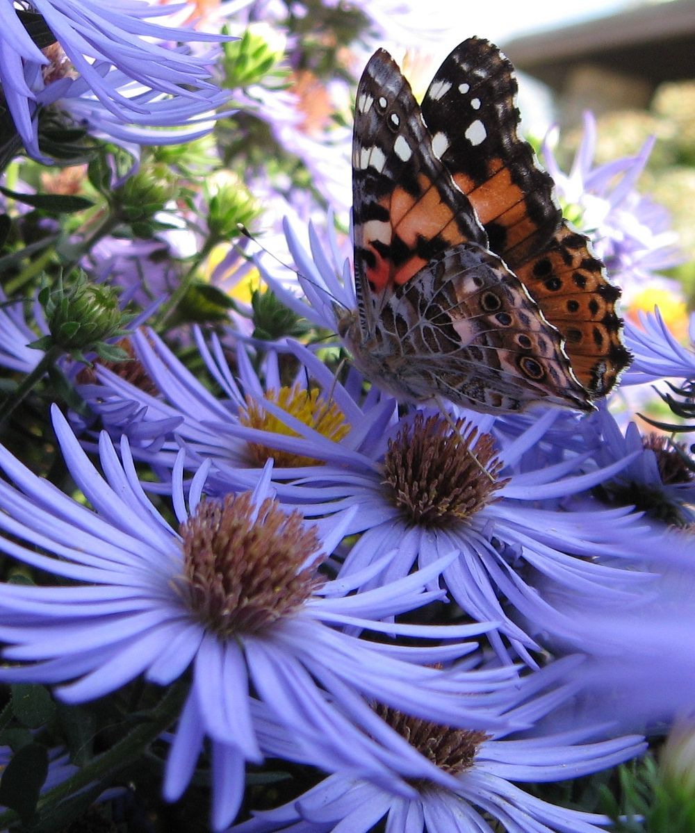 Painted Lady Butterfly on Asters flower. Free public domain CC0 photo.