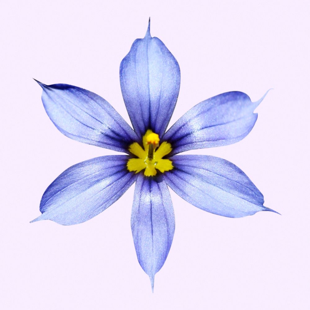 Blue-eyed grass flower clipart