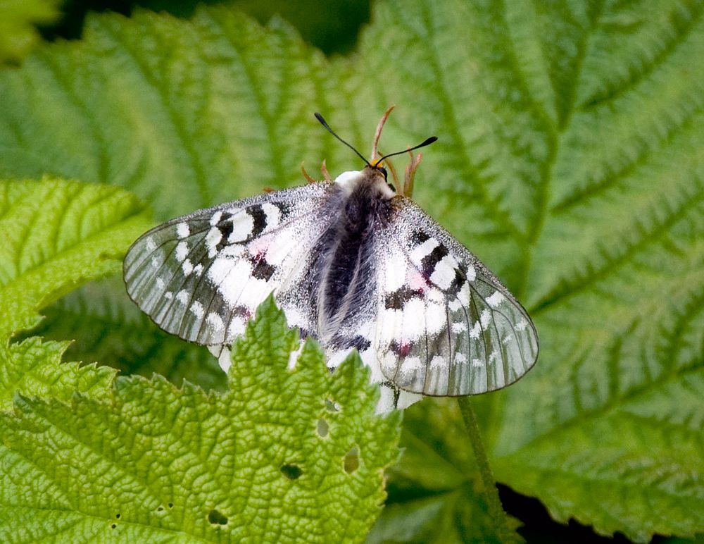 Mallow Scrub Hairstreak Butterfly on Leaf, Mt Baker Snoqualmie National ForestClodius Parnassian. Original public domain…