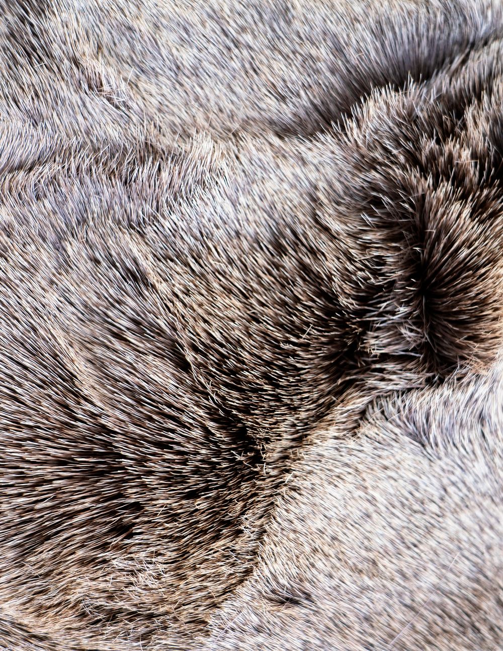 Fluffy animal fur texture, close up background