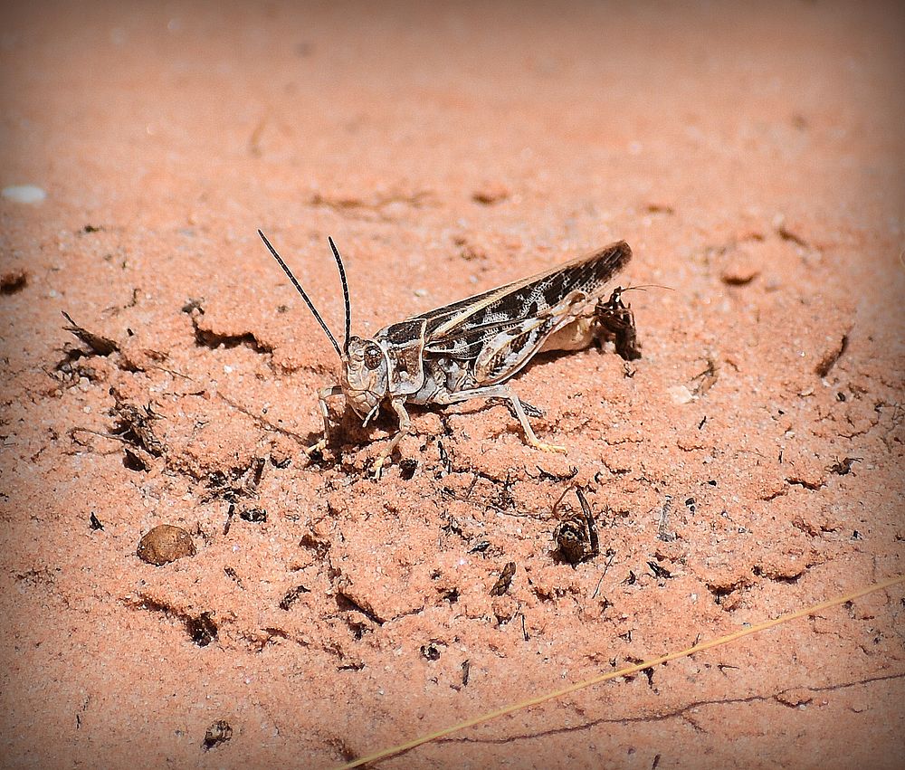 Grasshopper in Desert