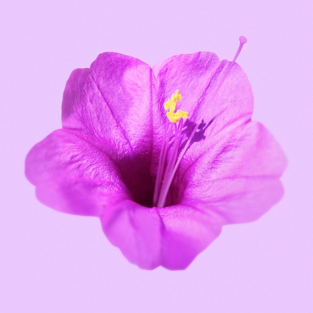 Purple flower clipart, Colorado four o'clock psd
