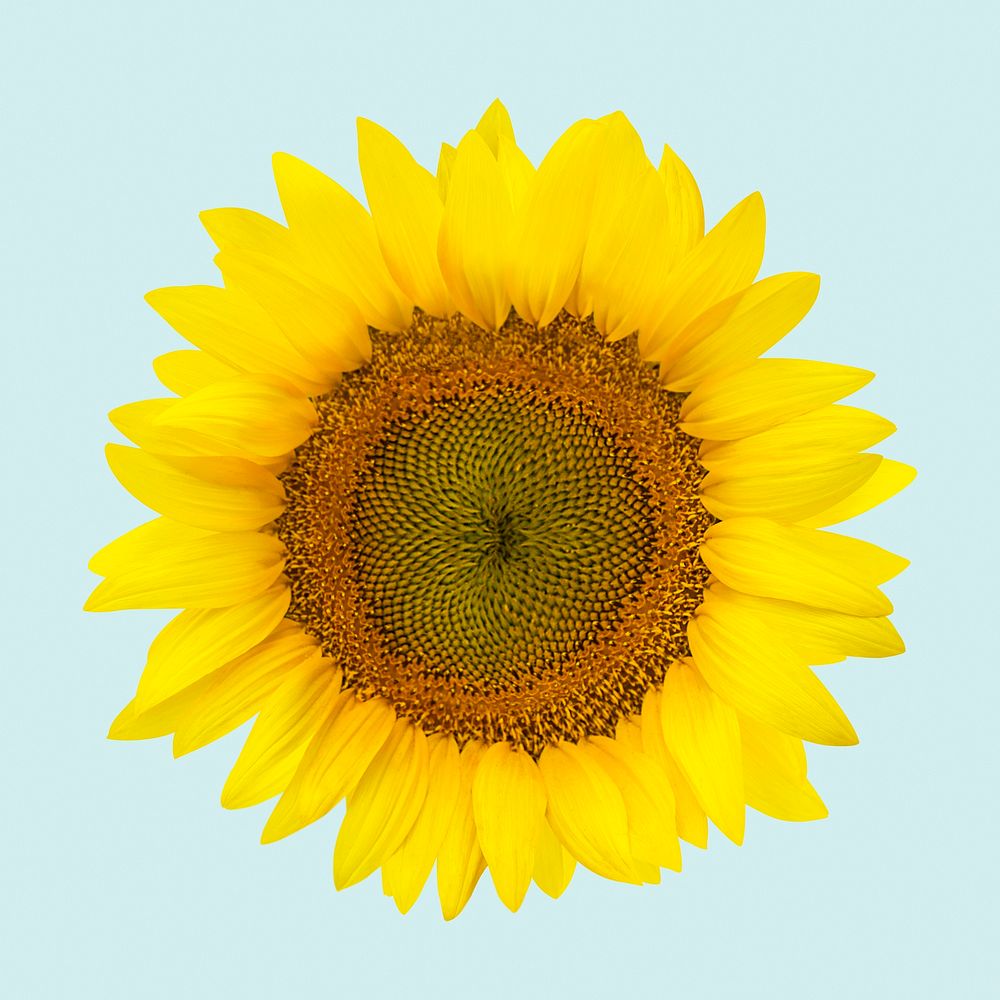 Blooming sunflower clipart on blue background