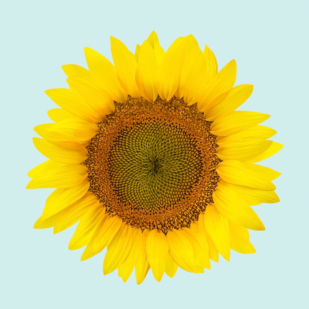 Sunflower collage element, flower psd