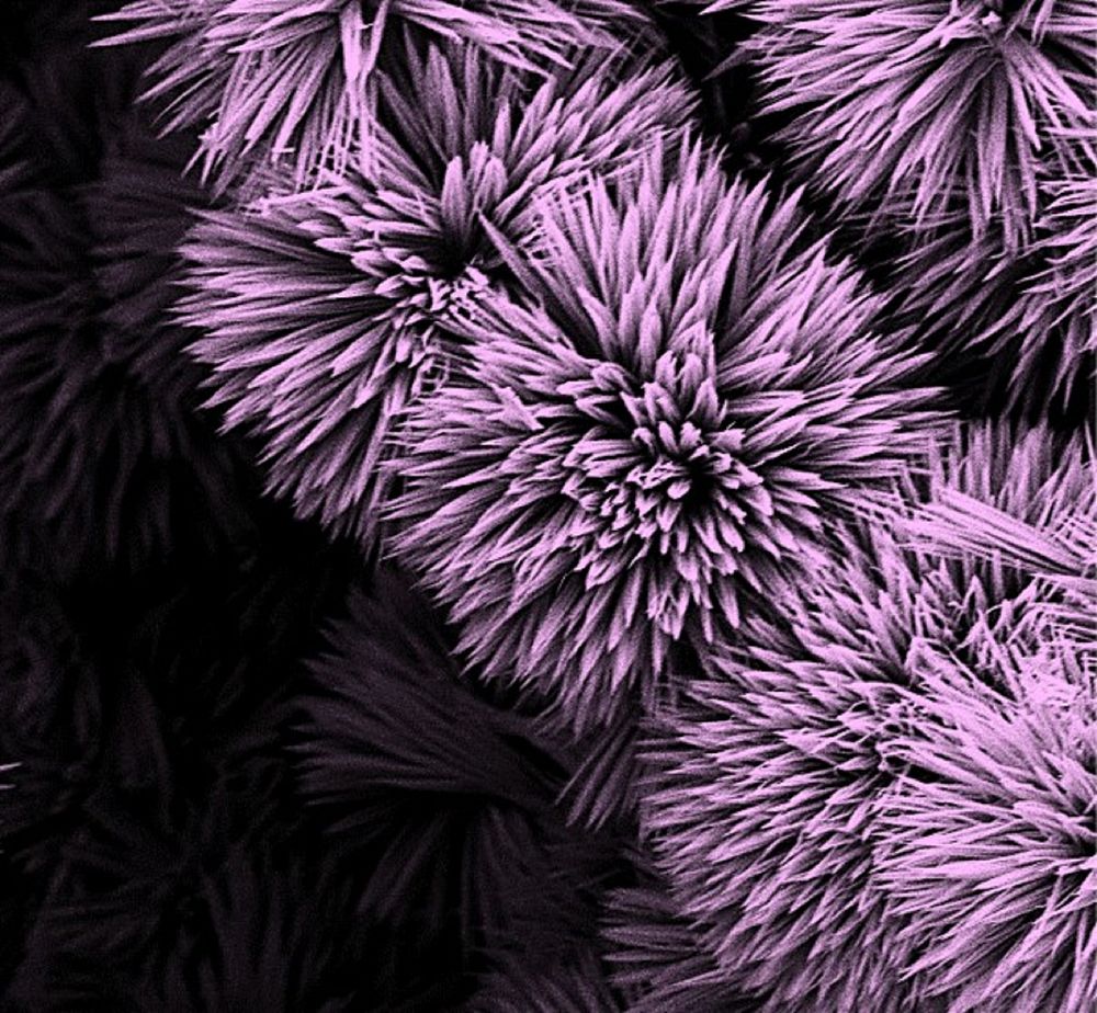 A colorized SEM image of a black oxide nano-flower. Original public domain image from Flickr
