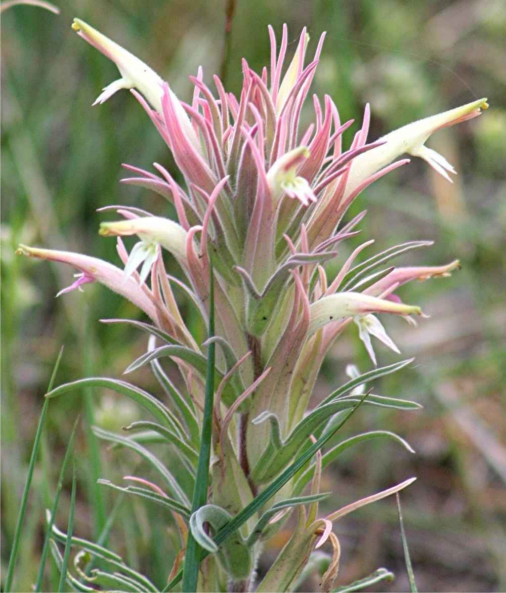 Castilleja sessiliflora, downy paintedcup. Columbus, Montana. May 28, 2007. Original public domain image from Flickr