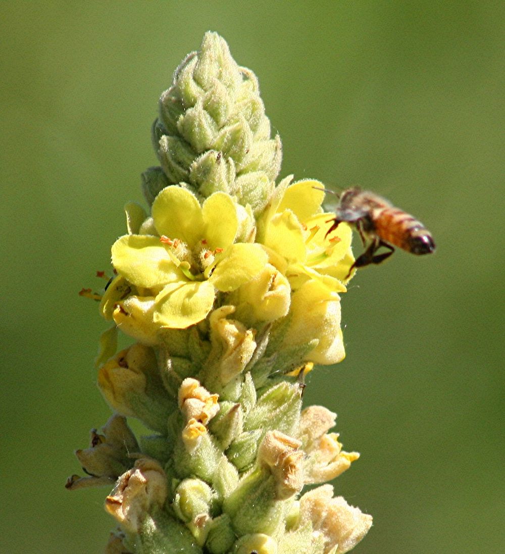 Verbascum blattaria, moth mullein. Columbus, Montana. July 10, 2007. Original public domain image from Flickr