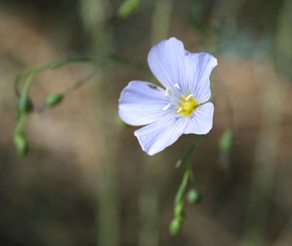 Linum perenne, blue flax. Columbus, Montana. May 4, 2006. Original public domain image from Flickr