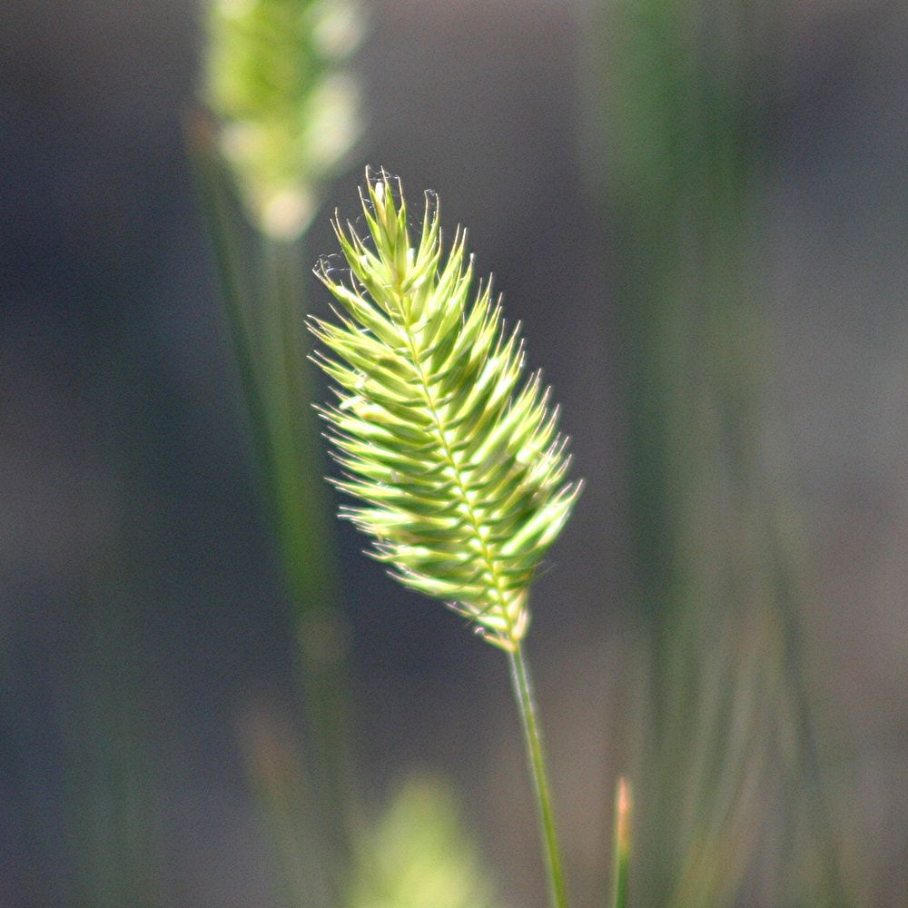 Agropyron cristatum, crested wheatgrass. Columbus, Montana. July 7, 2006. Original public domain image from Flickr