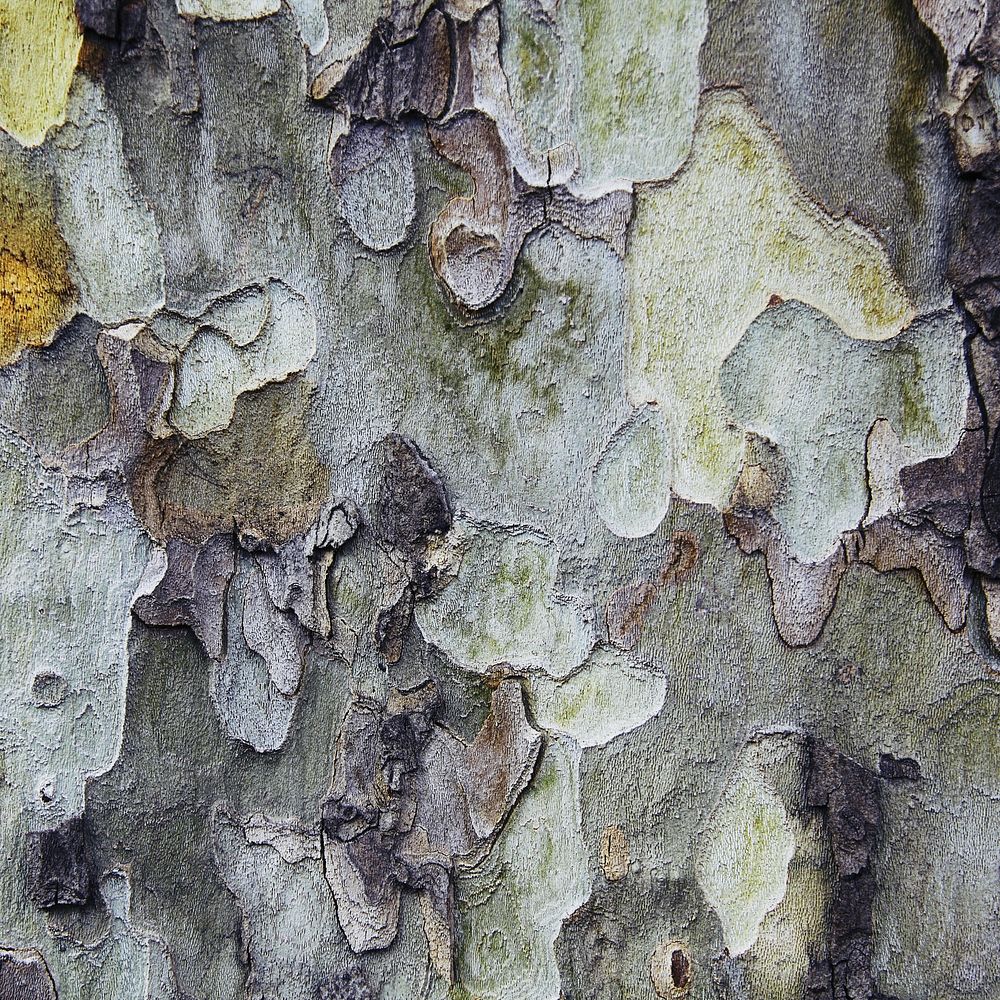 Tree bark texture, abstract background