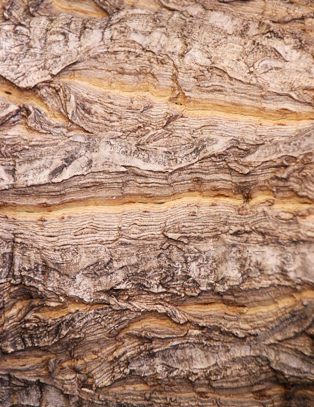 Rough wood close up background, abstract design
