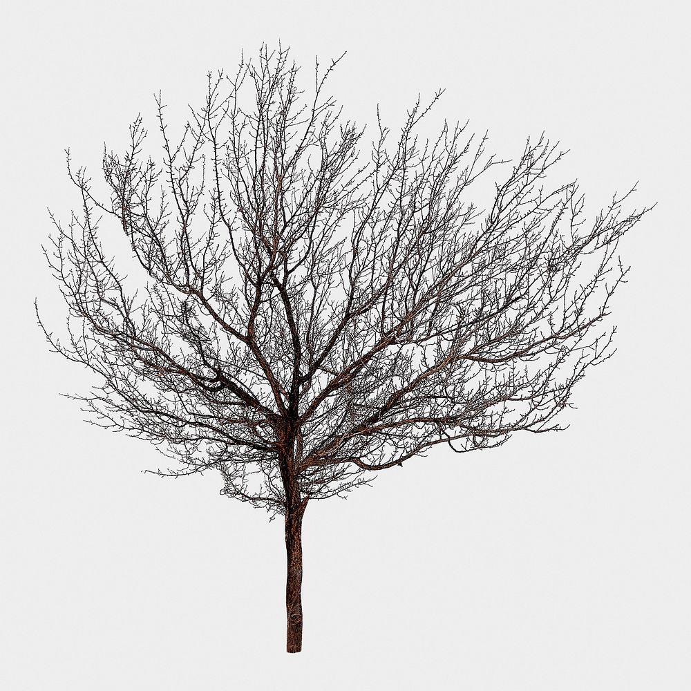 Leafless tree isolated on white, nature design