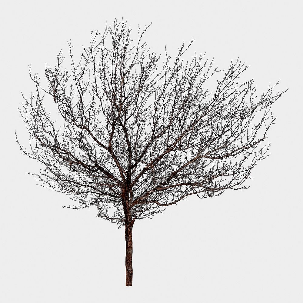 Dead tree isolated on white, nature design psd