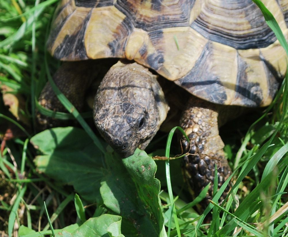 Hermann's Tortoise Eating Grass. Free 