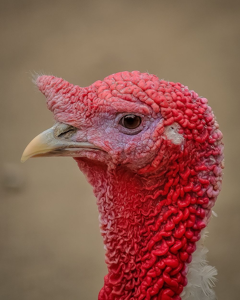 Turkey bird, animal photography. Free public domain CC0 image.