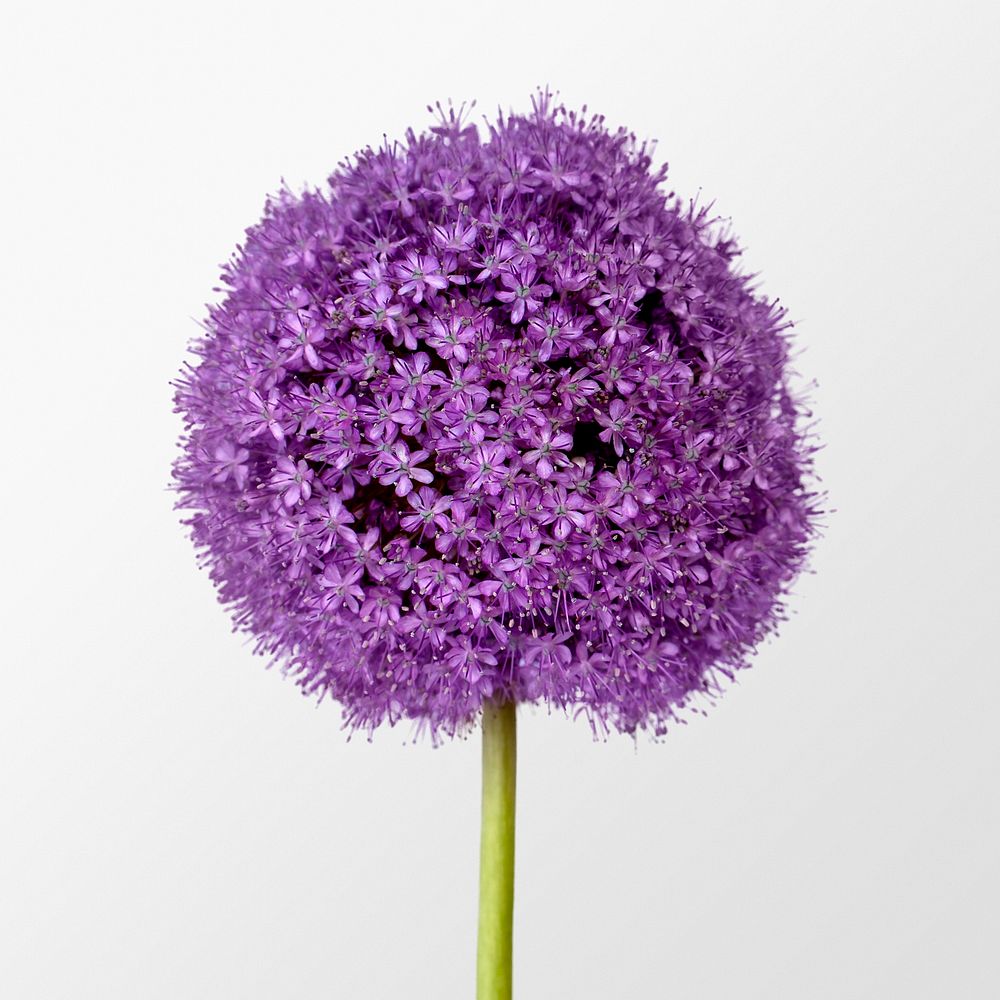 Purple gladiator allium flower clipart