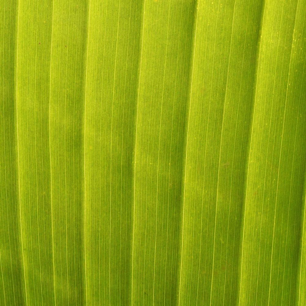 Green leaf texture, nature background