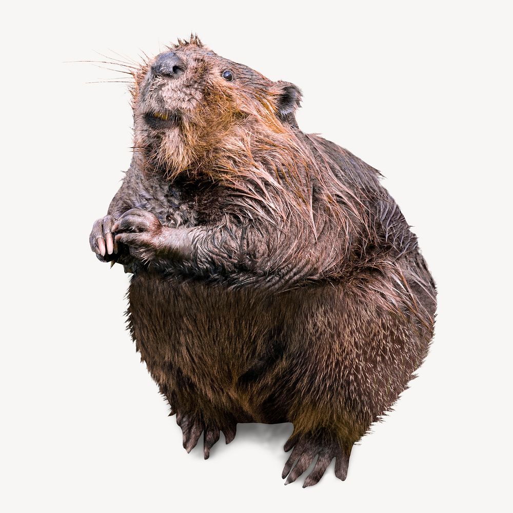 Beaver isolated on white, real animal design psd