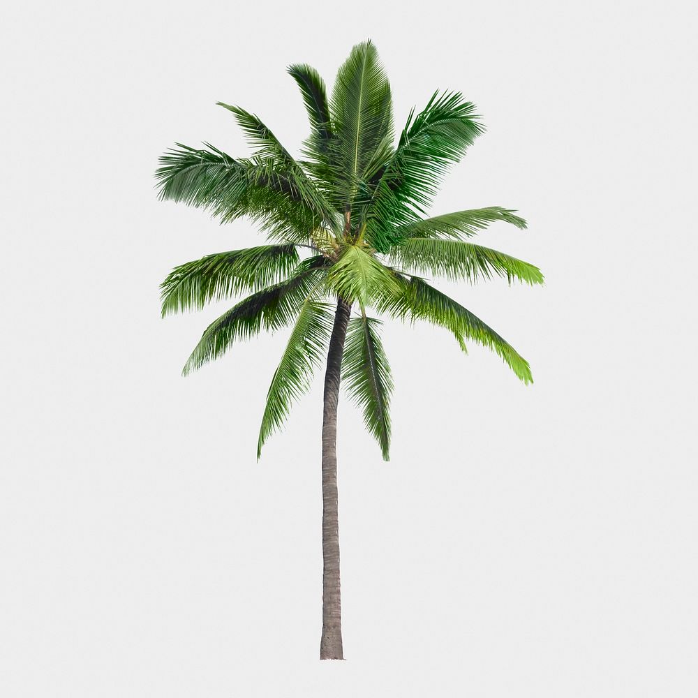 Palm tree isolated on white, nature design