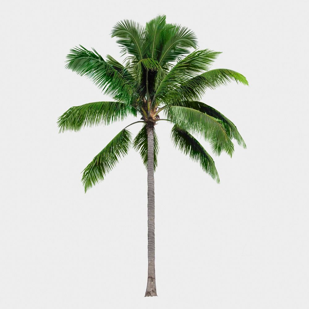 Palm tree isolated on white, nature design