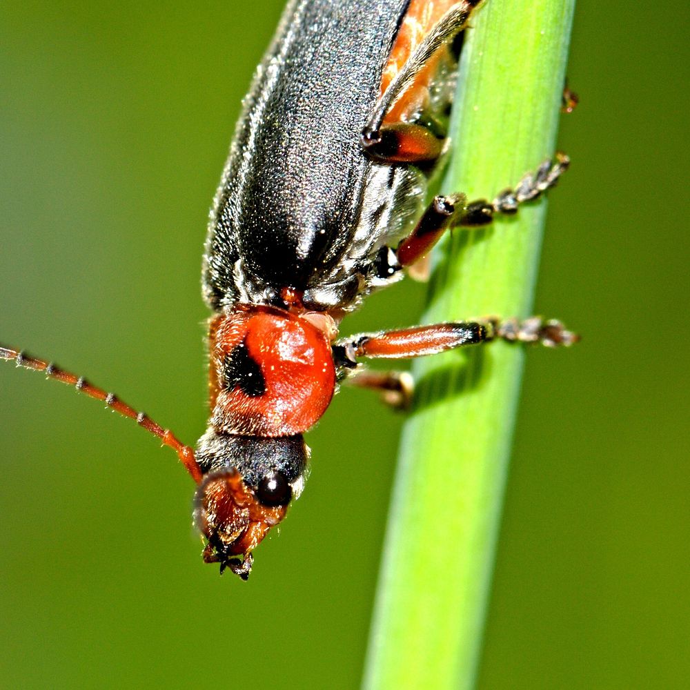 Insect photo. Free public domain CC0 image.