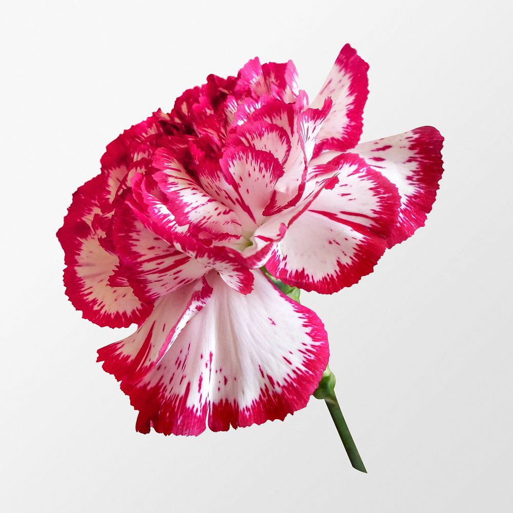 Two-tone carnation, white and pink flower, clipart psd