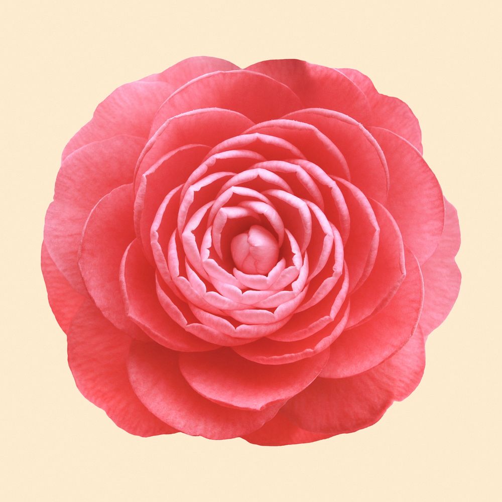 Pink camellia, flower collage element psd