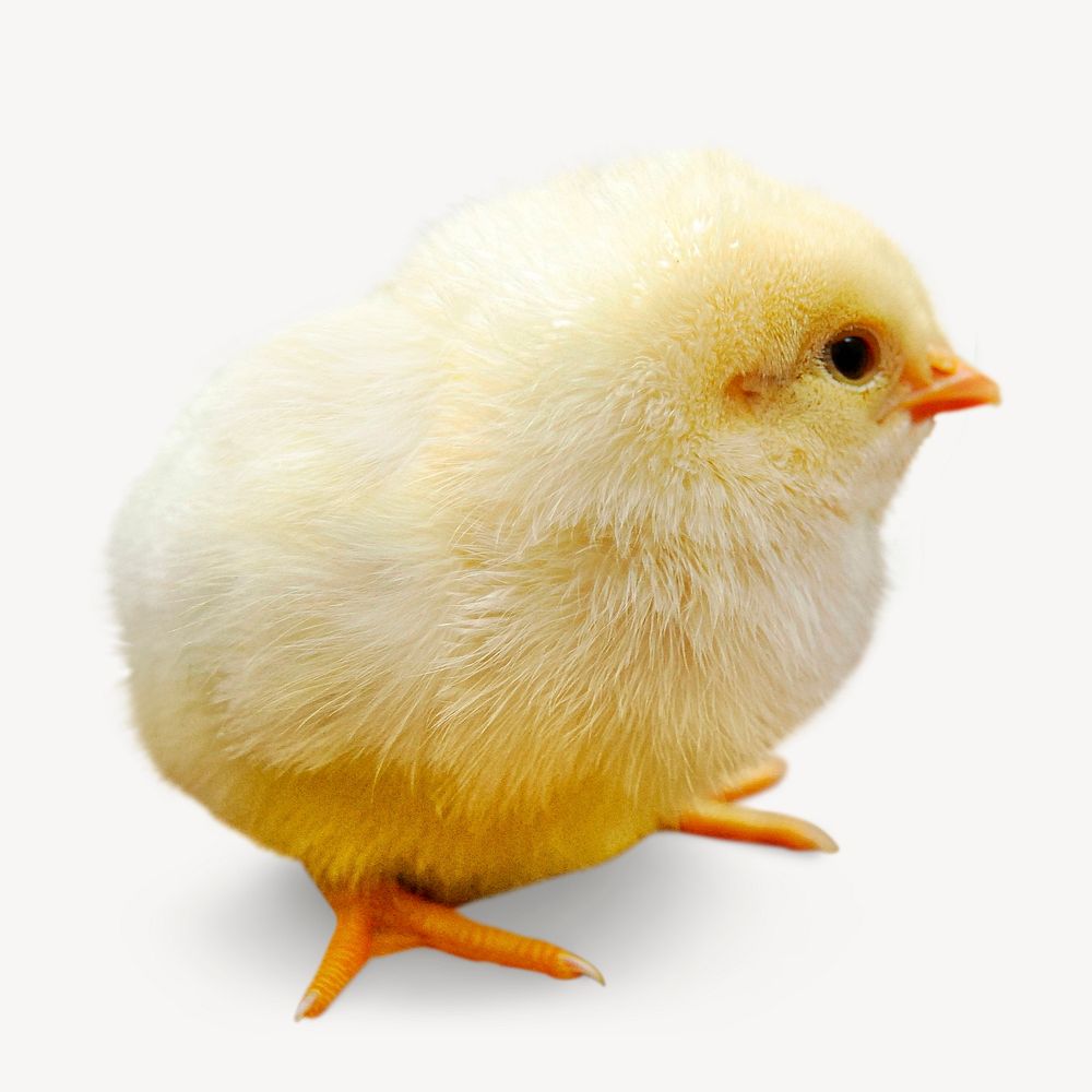 Chick isolated on white, real animal design psd
