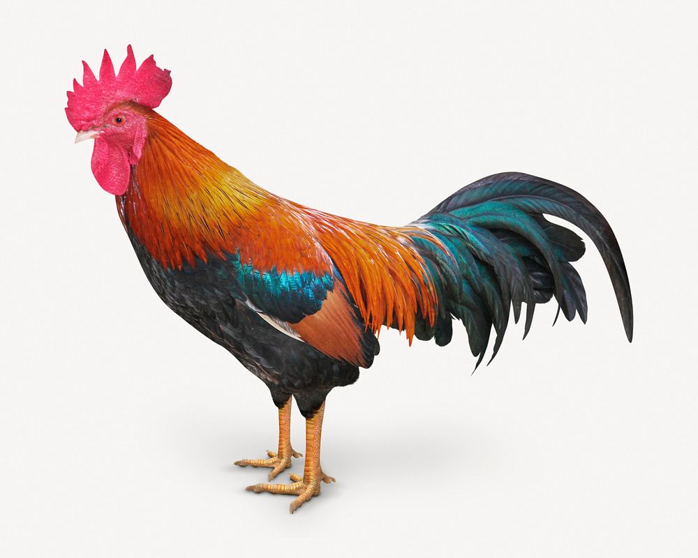Rooster isolated on white, real animal design psd