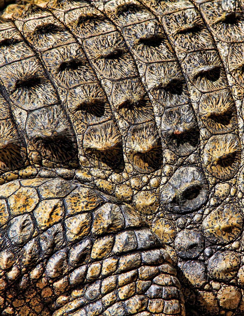 Crocodile skin texture, close up wildlife background