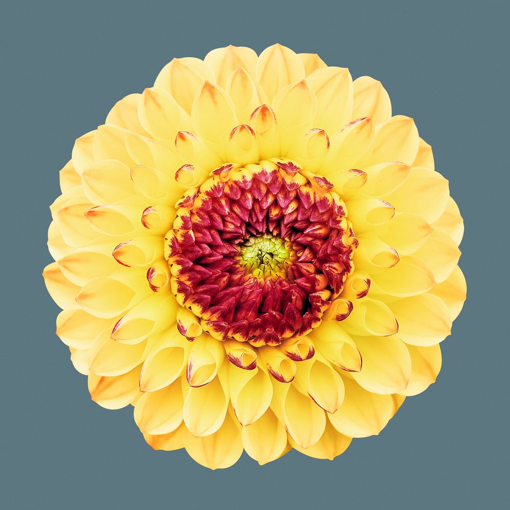 Yellow red dahlia, flower clipart