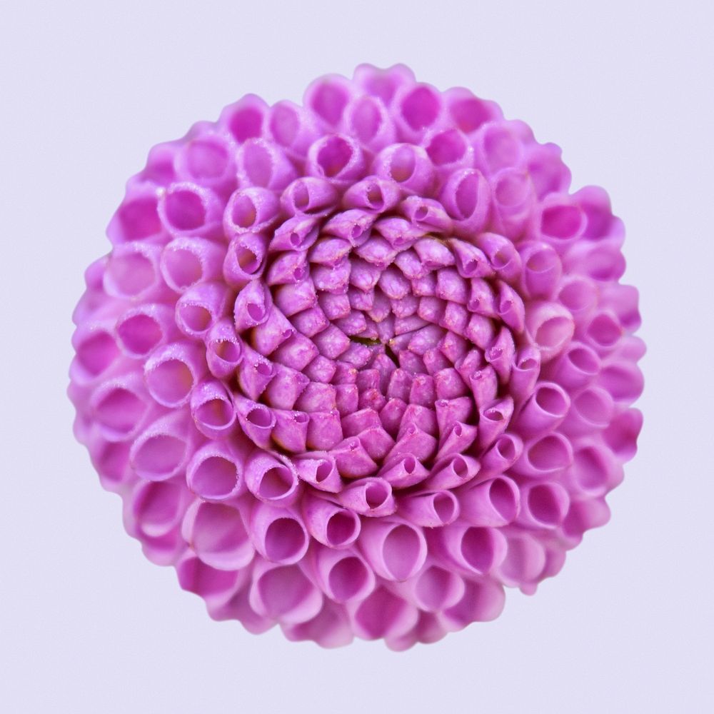 Purple dahlia, flower collage element psd