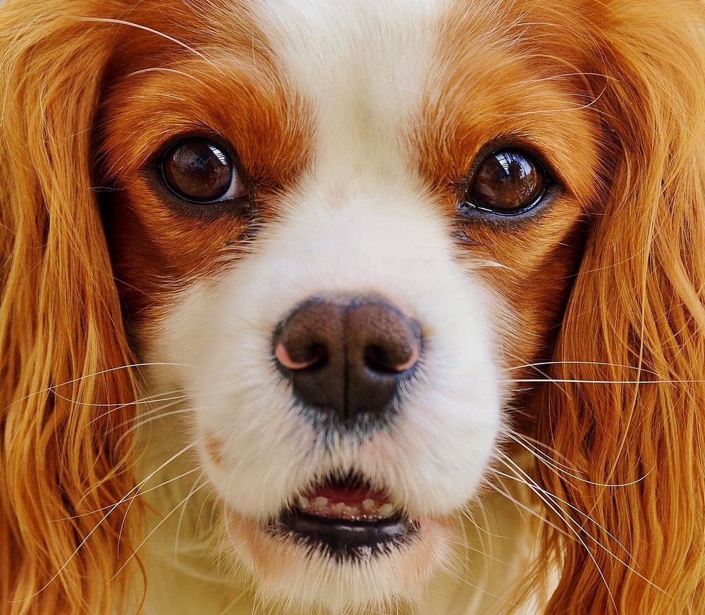 White & brown dog close up face. Free public domain CC0 photo.