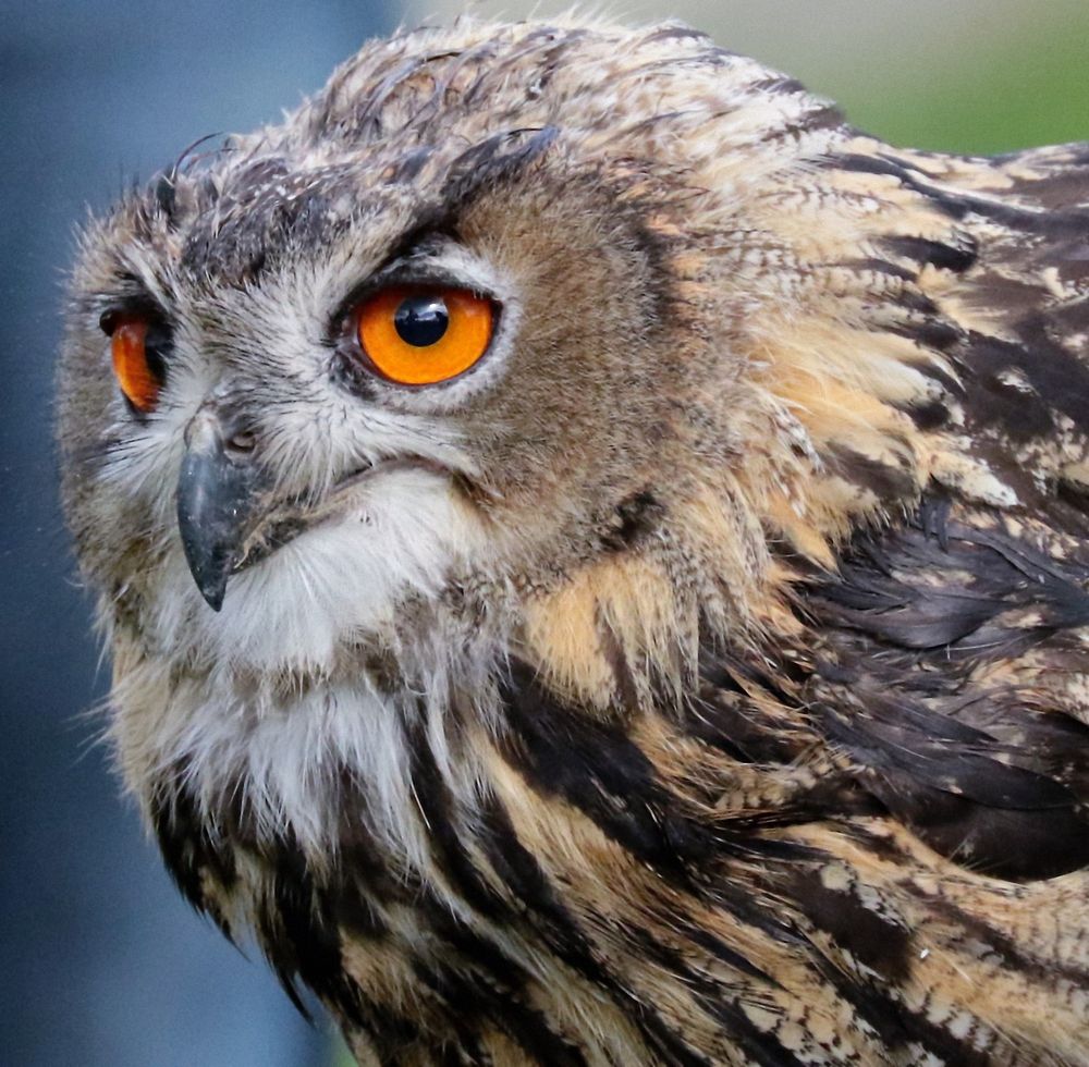 Eurasian eagle owl face closeup. Free public domain CC0 image.