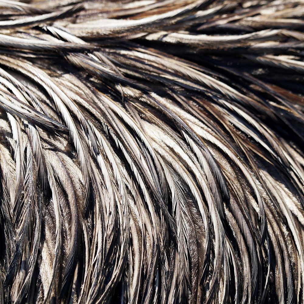 Wet bird feathers texture, animal close up background