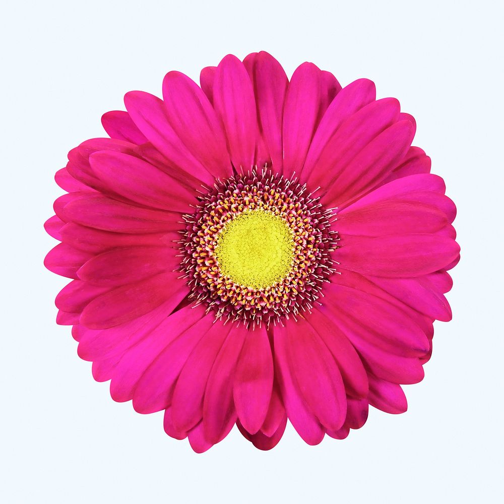 Pink gerbera daisy, flower collage element psd