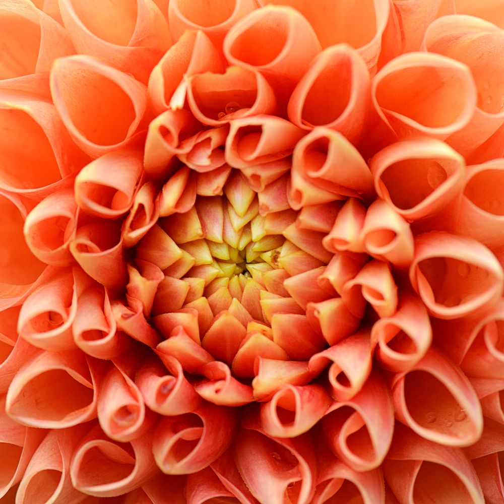 Orange dahlia close up, flower background 