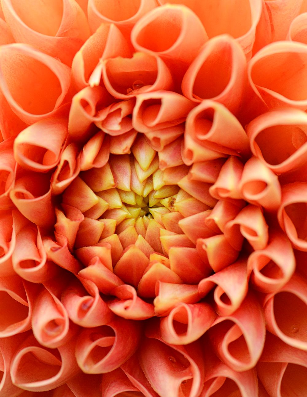 Orange dahlia, flower background, macro photo 