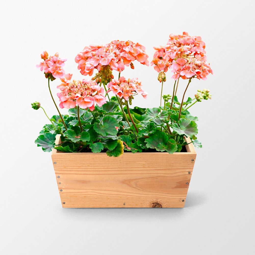 Pink flower isolated on white, plant pot, garden design