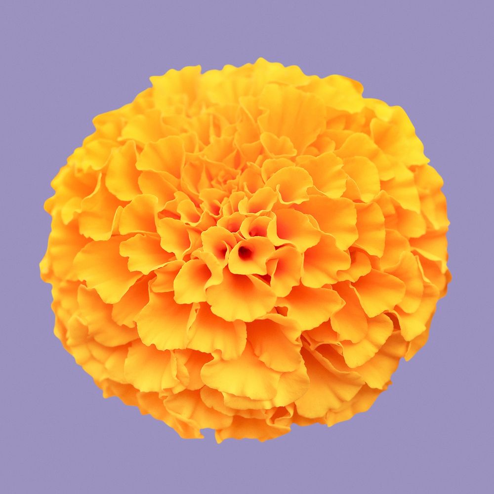 Marigold flower collage element psd