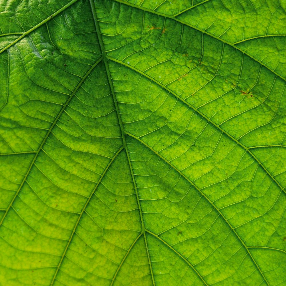 Green leaf close up background, nature design