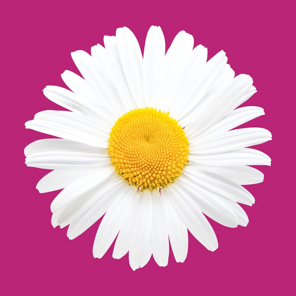 White daisy, flower clipart psd