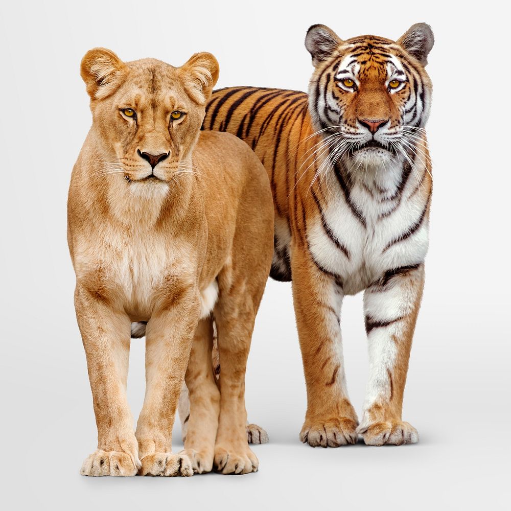 Female lion, tiger clipart, wildlife animal image